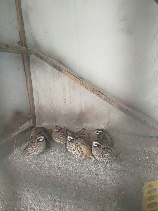 Виргинские перепела Парочка