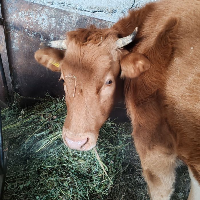 Продам яловую корову