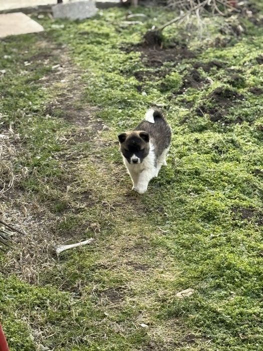 Америкаска акита кученца мъжки и женски