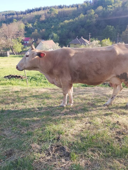 Vand vaca cu lapte