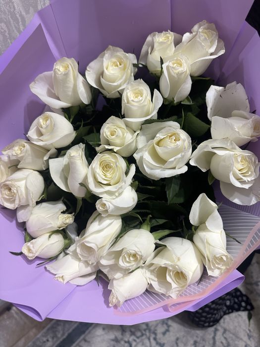 гүлдер 3000 мен 6000 арасында