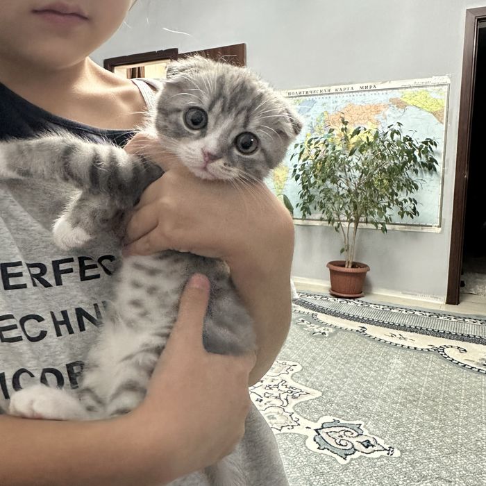 Котёнок веслоуха