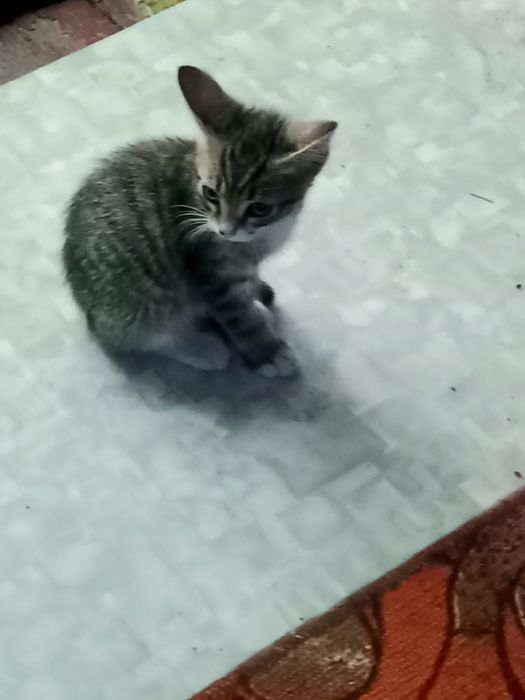 Отдам котёнка в добрые руки