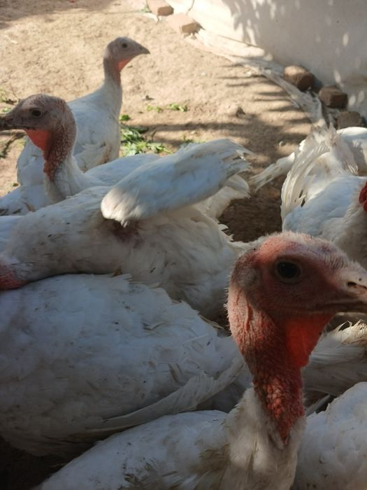 Kurka big 6 sotiladi 3 oylik 7 kg atrofida 17 ta bor