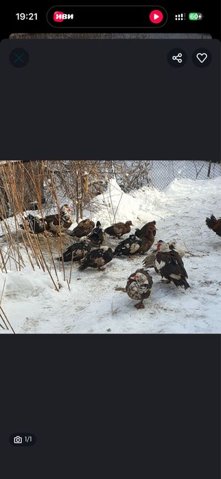 Продам индоуток молодых