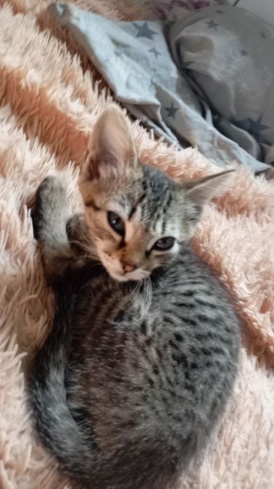 Отдам в добрые руки котёнка