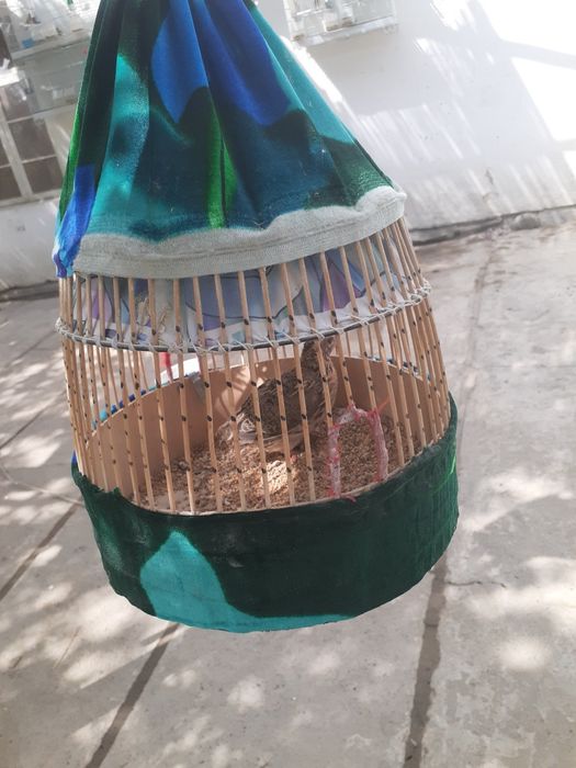 Bedona kanareka sayroqisi