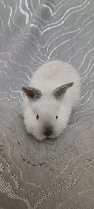 Көжектер 1ай болған