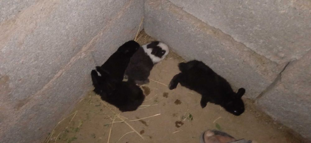 Quyonchalar sotiladi