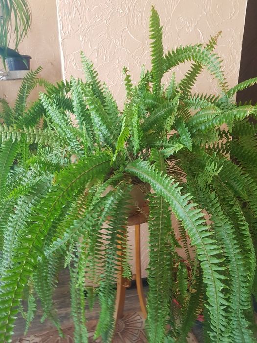 комнатные.  цветы