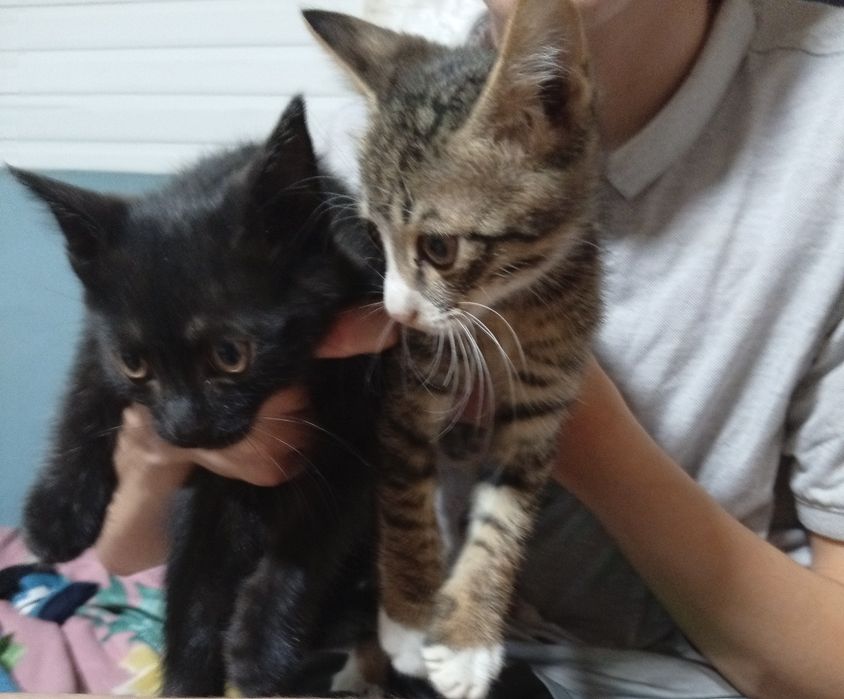Котята в добрые руки