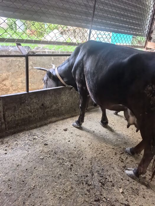 Продам продам продам