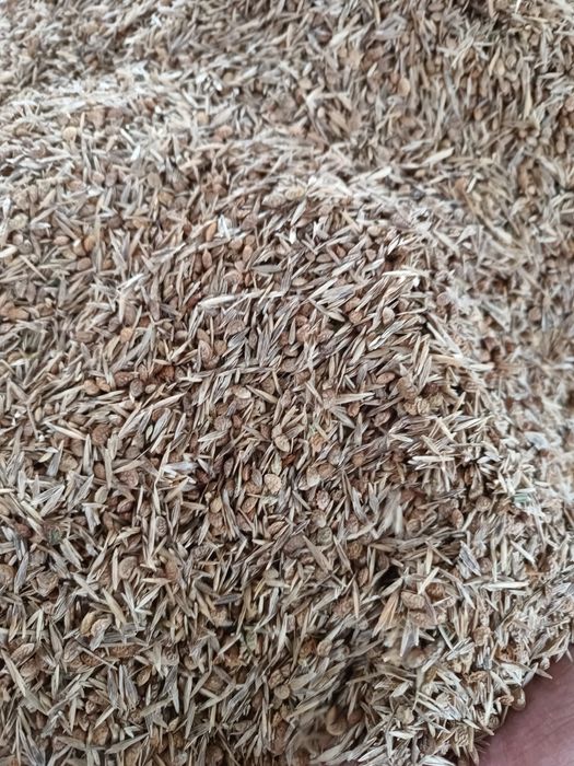 Sămânță Lucerna Certificata, Trifoi, Sparceta, Mazariche, iarba, Amestec furajer, Grau, Orz, Triticale