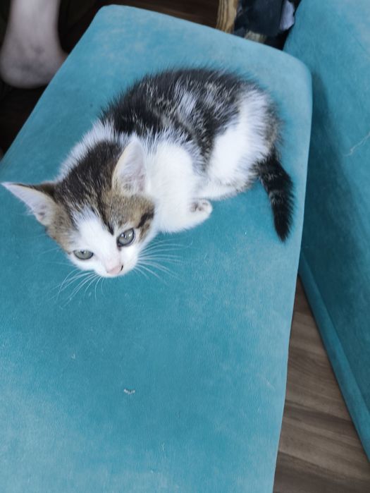 Отдам котят от британки
