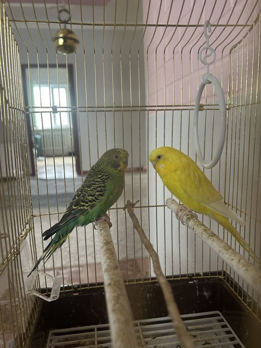 Волнистый попугай