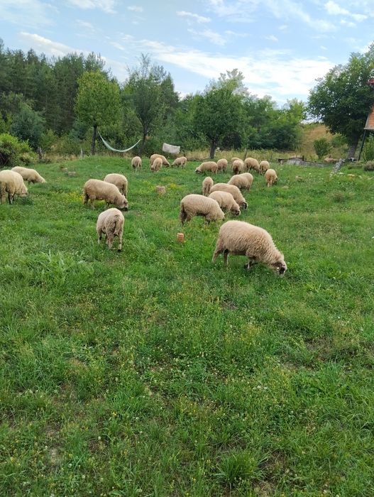 Vând oi               .