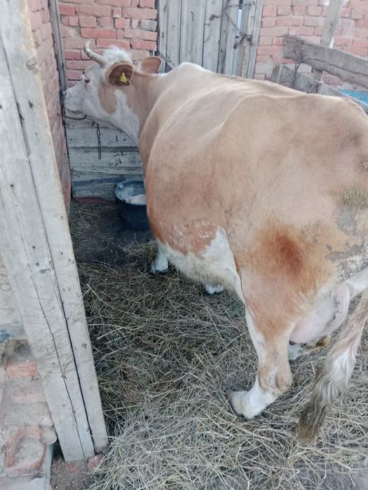 Продам корову  доиную