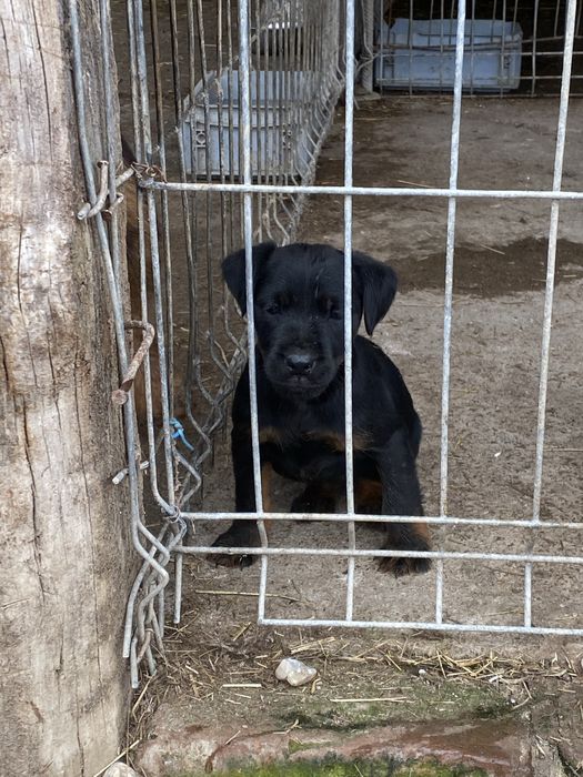 Jagd terrier JagdTerrier