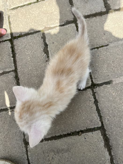 Отдам трех котят в хорошие руки!!