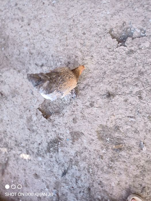 Домашние куры продам