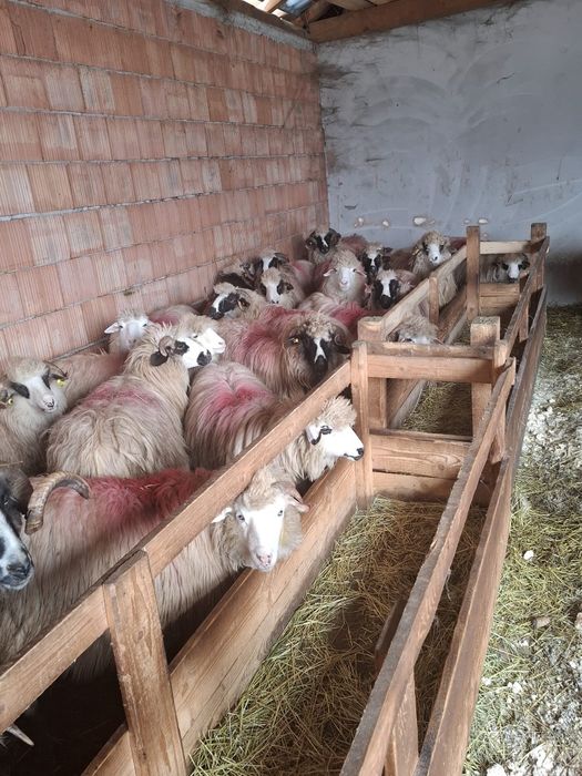 Oi tinere de vânzare