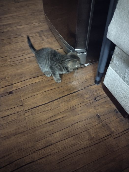 Котенок  в хорошие руки