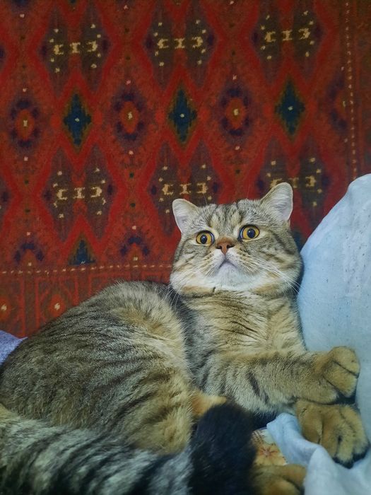 Вязка, кот скоттиш страйт