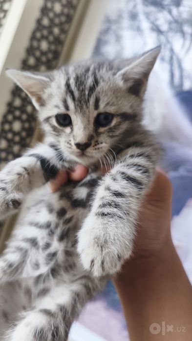 Бенгальские котята, срочная продажа по низкой цене