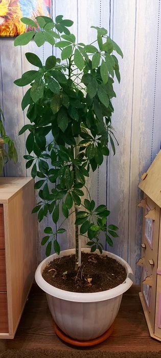 Шеффлера. Комнатное растение.