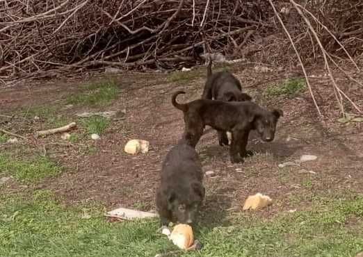 Отдадим щенят в хорошие руки