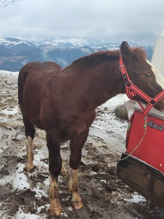 Mânz de vânzare cuminte