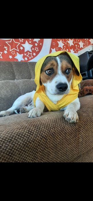 Ofer spre adopție 3 căței 1 fată și 2 băieți