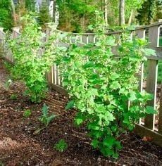 Продам саженцы плодово ягодные деревьев и кустарников