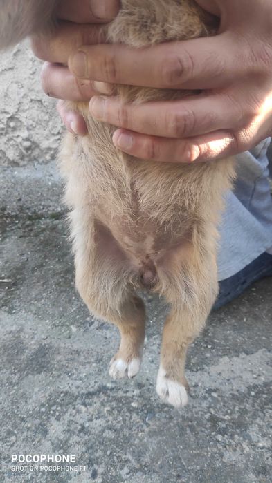 Подарявам малки кученца