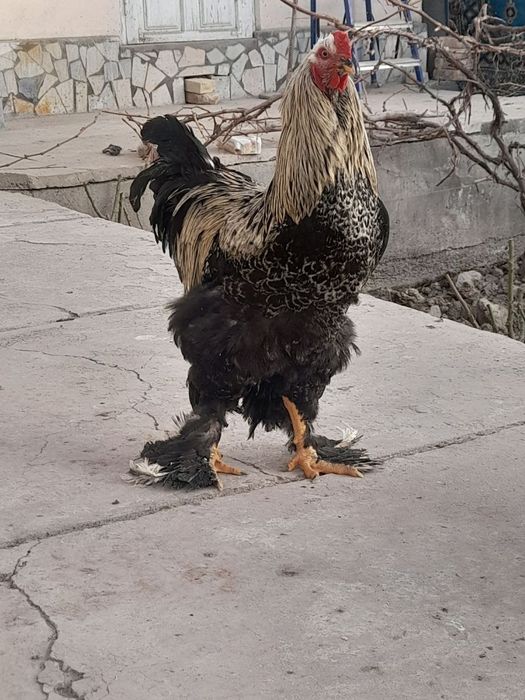 Brama tovuq va xoʻrozlar sotiladi