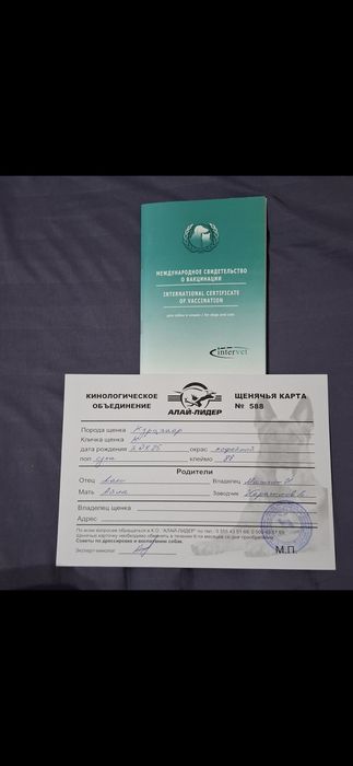 Продам Курцхаара суку