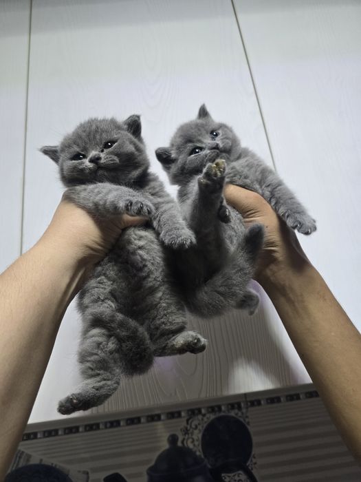 Британские девичка тоза парода