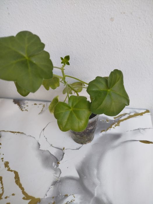 Пеларгония плющелистная Marlen