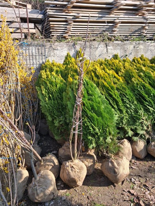 Potinia laur englezesc pin