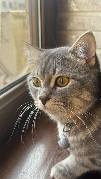 Кому нужен кот на вязку.Очень Добрый,красивый