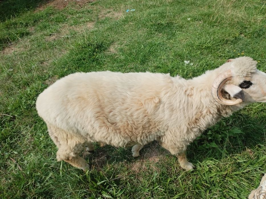 Berbecuț de vânzare