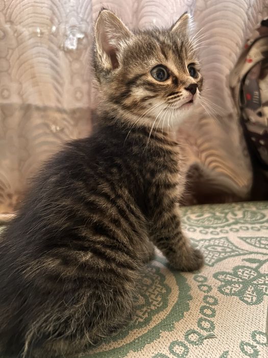 Котенок девочка ищет мам-пап