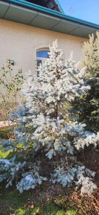 Продаю серебристые и голубые ельи