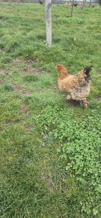 2 gaini si un cocoș