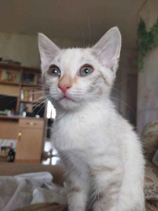 Отдам двухмесячных котят