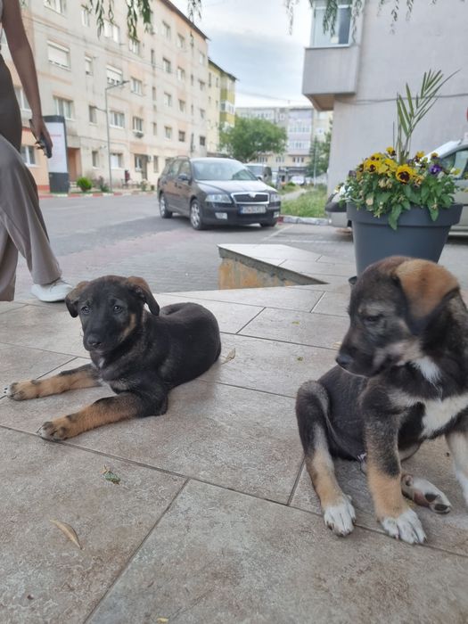 Adopție pui de cățel