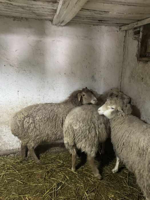 Матки жирных молодые