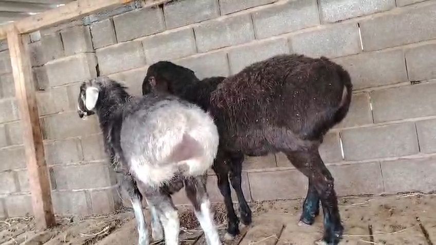 Қошқарлар сатылады