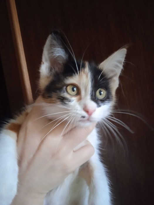 Котёнок Ириска 3 месяца.