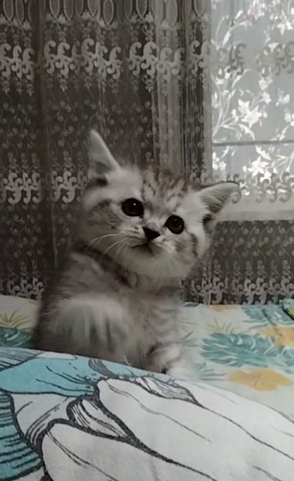 Мальчик. Скоттиш страйт